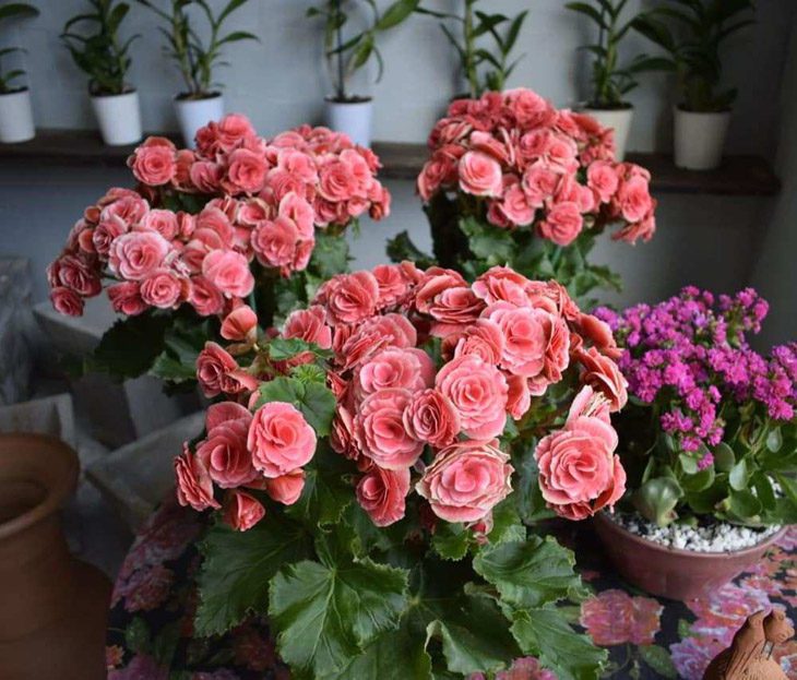 flores que você pode ter em casa